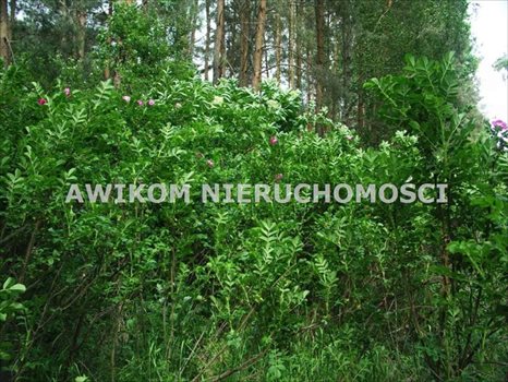Działka inna na sprzedaż Skierniewice, Borowiny 9 000m2 Foto 7