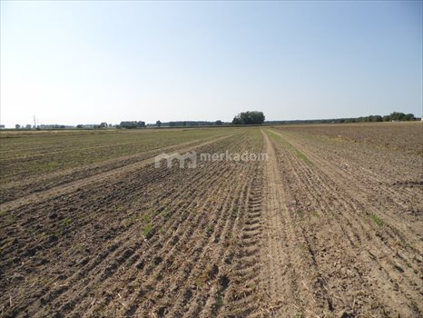 Działka budowlana na sprzedaż Ceradz Dolny 6 786m2 Foto 2
