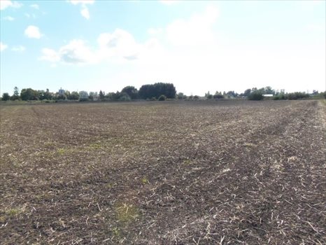 Działka inna na sprzedaż Nowy Dwór Gdański, Zagonowa 9 066m2 Foto 4