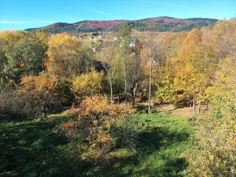 Działka budowlana na sprzedaż Przenosza 2 800m2 Foto 3