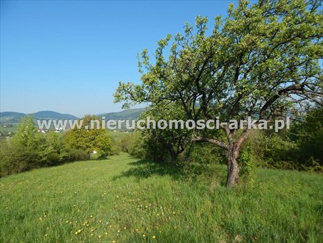 Działka budowlana na sprzedaż Skrzydlna 16 900m2 Foto 7