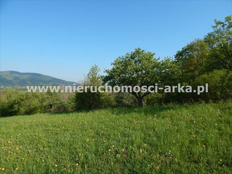 Działka budowlana na sprzedaż Skrzydlna 16 900m2 Foto 10