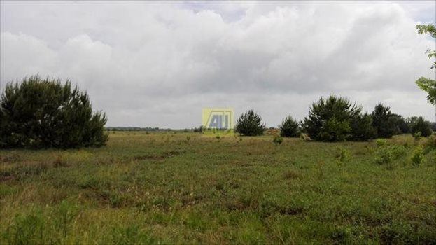 Działka budowlana na sprzedaż Nowe Racibory 15 000m2 Foto 5