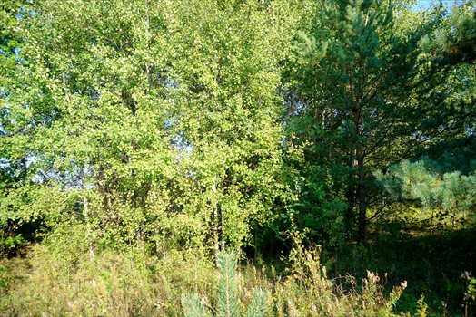 Działka komercyjna na sprzedaż Radziejowice-Parcel 3 900m2 Foto 11