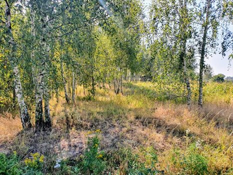Działka budowlana na sprzedaż Bielkówko, Las 3 003m2 Foto 5
