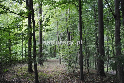 Działka inna na sprzedaż Wola Nieszkowska 9 300m2 Foto 12