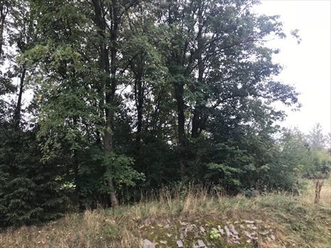 Działka budowlana na sprzedaż Henryków Lubański 1 511m2 Foto 6
