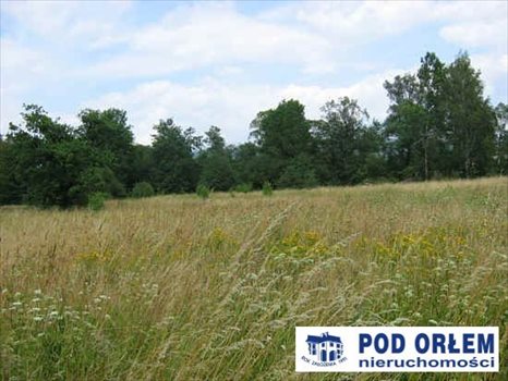 Działka rolna na sprzedaż Pietrzykowice 3 943m2 Foto 4