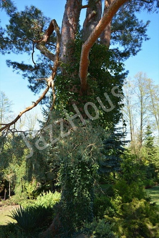 Dom na sprzedaż Kalinowo, Kalinowo, Kalinowo 100m2 Foto 13