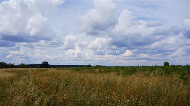 Działka rolna na sprzedaż Grzybowo 21 116m2 Foto 6