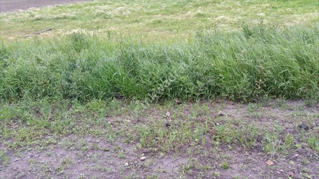 Działka rolna na sprzedaż Grądki 33 700m2 Foto 2