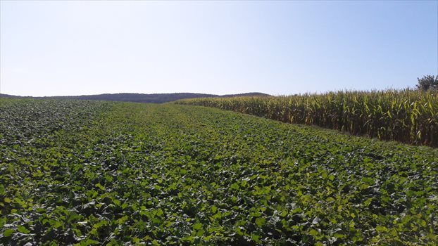 Działka budowlana na sprzedaż Będkowice 802m2 Foto 7