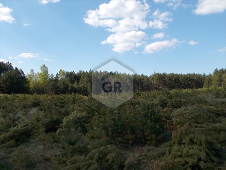Działka leśna na sprzedaż Sikorzyno, Stara Sikorska Huta 28 000m2 Foto 3
