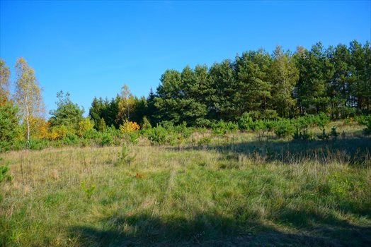 Działka budowlana na sprzedaż Jastrzębnik 1 500m2 Foto 12