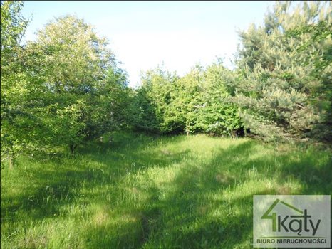 Działka budowlana na sprzedaż Jemiołowo, Jemiołowo, Jemiołowo 19 300m2 Foto 3