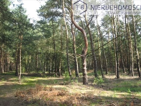 Działka budowlana na sprzedaż Powidz, Nad Jeziorem, Przybrodzin 3 000m2 Foto 3