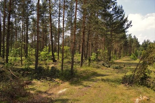 Działka rekreacyjna na sprzedaż Żarki-Letnisko 1 000m2 Foto 11
