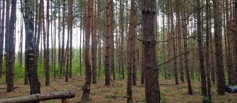 Działka rekreacyjna na sprzedaż Ojrzanów, Tarczyńska 1 000m2 Foto 11
