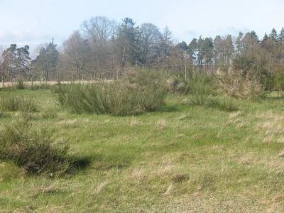 Działka inna na sprzedaż Łeba - Szczenurze, ŁEBA - SZCZENURZE, Szczenurze 5 Km Od Łeby 1 504m2 Foto 2