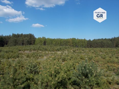 Działka leśna na sprzedaż Sikorzyno, Stara Sikorska Huta 28 000m2 Foto 1