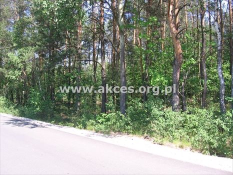 Działka budowlana na sprzedaż Budy-Grzybek, Kiepury 8 600m2 Foto 3