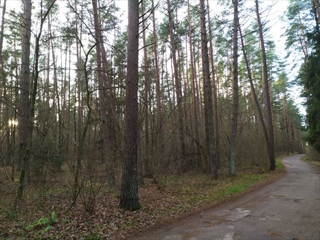 Działka inna na sprzedaż Rajgród 3 000m2 Foto 5