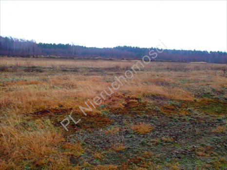 Działka rolna na sprzedaż Budy Przytockie 2 700m2 Foto 7