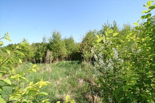Działka inna na sprzedaż Bielkówko, Gajowa 3 003m2 Foto 5