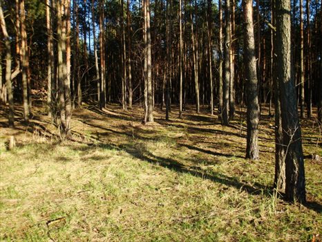 Działka budowlana na sprzedaż Otwock, Parkowa 2 000m2 Foto 4