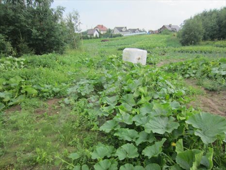 Działka inna na sprzedaż Gołubie, Zamkowisko 1 484m2 Foto 6