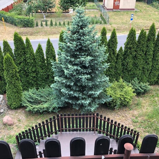 Dom na sprzedaż Jarocin, Ciświca, Rolna 252m2 Foto 2