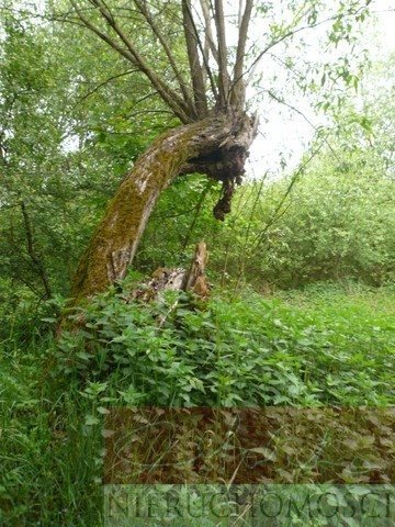 Działka siedliskowa na sprzedaż Nienawiszcz 13 638m2 Foto 2
