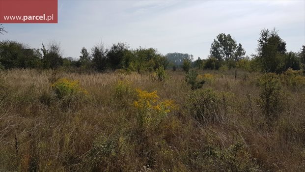 Działka budowlana na sprzedaż Biskupice 5 891m2 Foto 5