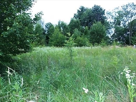 Działka rekreacyjna na sprzedaż Żywy 4 393m2 Foto 2