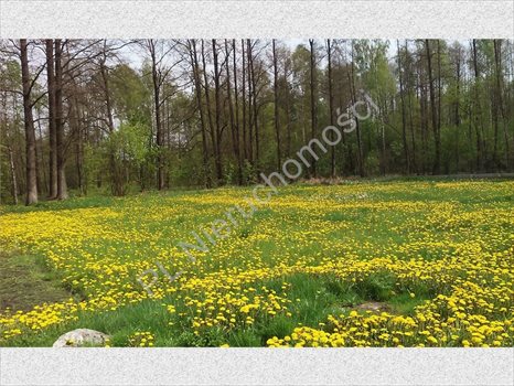Dom na sprzedaż Piaseczno 60m2 Foto 4