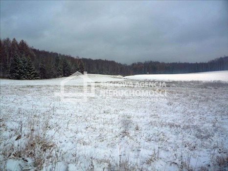 Działka budowlana na sprzedaż Nowa Wieś Przywidzka 11 600m2 Foto 3