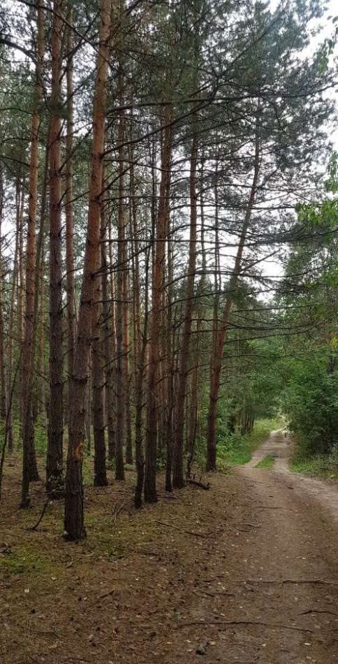 Działka rekreacyjna na sprzedaż Ojrzanów, Tarczyńska 1 000m2 Foto 7
