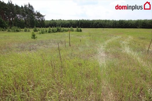 Działka inna na sprzedaż Sąsieczno 1 500m2 Foto 4