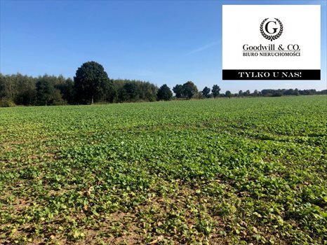 Działka przemysłowo-handlowa na sprzedaż Gdańsk, Świbno, Kempingowa 22 000m2 Foto 1