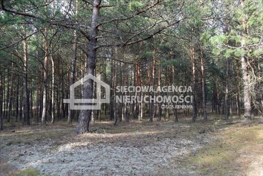 Działka rolna na sprzedaż Sepiot 43 700m2 Foto 7