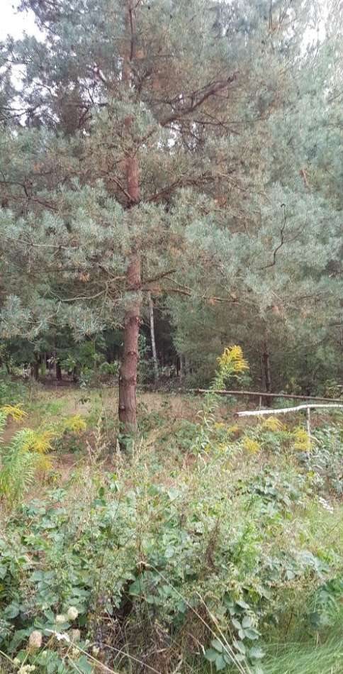 Działka rekreacyjna na sprzedaż Ojrzanów, Tarczyńska 1 000m2 Foto 12