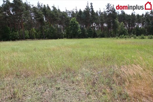 Działka inna na sprzedaż Sąsieczno 1 500m2 Foto 6