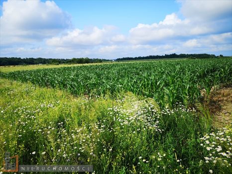 Działka budowlana na sprzedaż Bibice 1 095m2 Foto 5