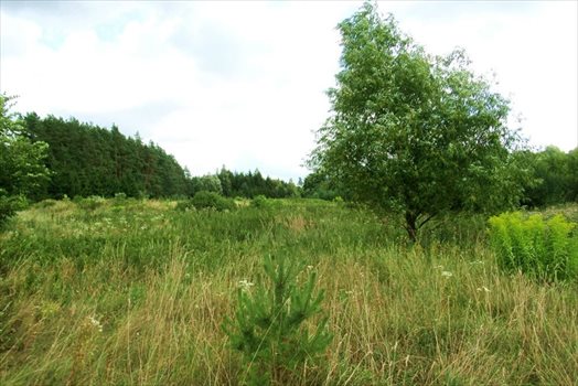 Działka inna na sprzedaż Mrozy Wielkie 7 111m2 Foto 7