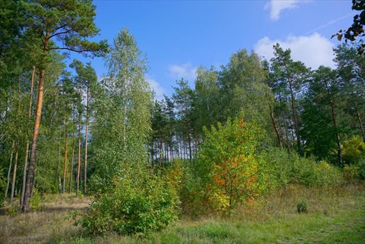 Działka budowlana na sprzedaż Musuły 1 600m2 Foto 4