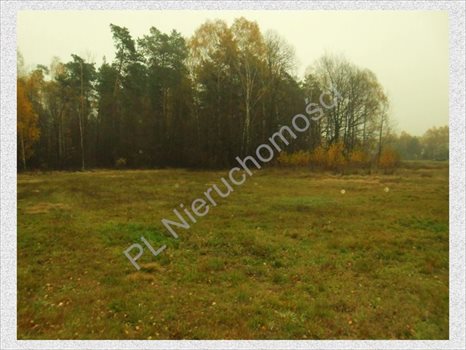 Działka rolna na sprzedaż Rososz 13 000m2 Foto 3