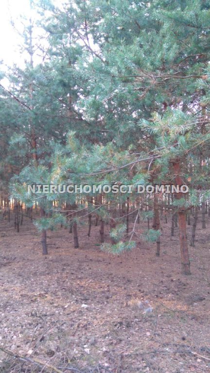 Działka budowlana na sprzedaż Borek 2 522m2 Foto 3