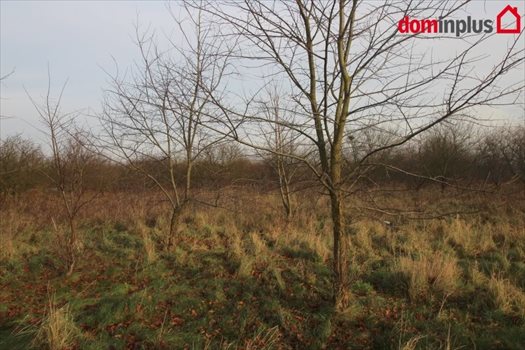 Działka inna na sprzedaż Mała Nieszawka 4 900m2 Foto 3