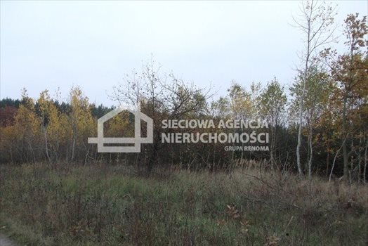 Działka leśna na sprzedaż Stare Gronowo 49 000m2 Foto 10