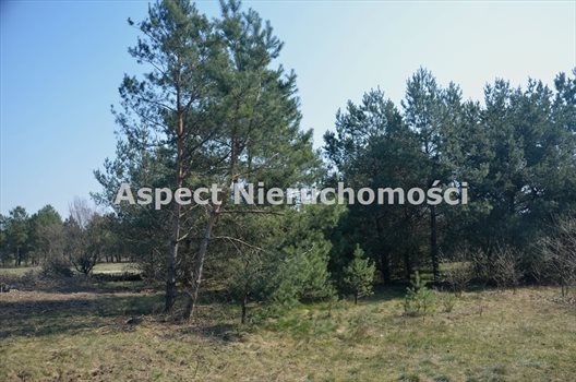 Działka inna na sprzedaż Wyszków, Kamieńczyk 1 000m2 Foto 3
